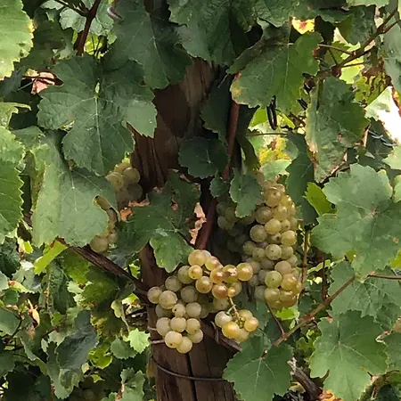 Apartman Komfort L Moselstay L Maximal 4 Personen Und Baby I Mosel I Wifi I