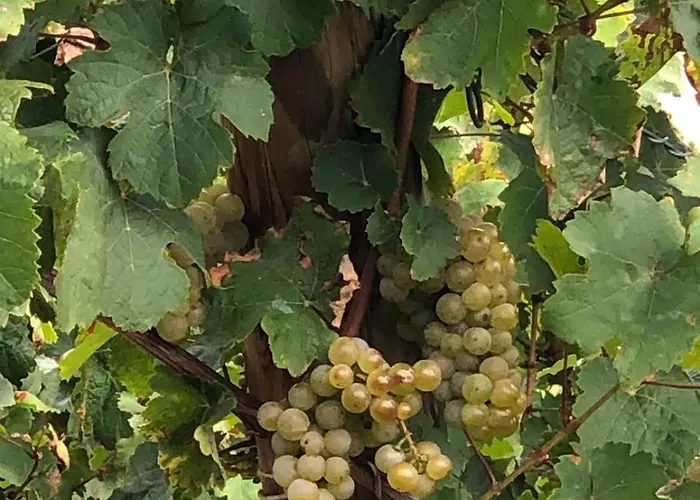 公寓 Komfort L Moselstay L Maximal 4 Personen Und Baby I Mosel I Wifi I